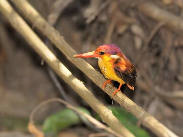 Rufous-backed Kingfisher