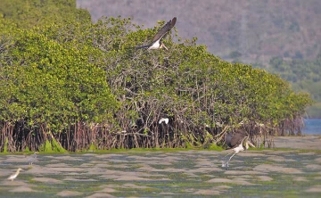 Lesser Adjutant