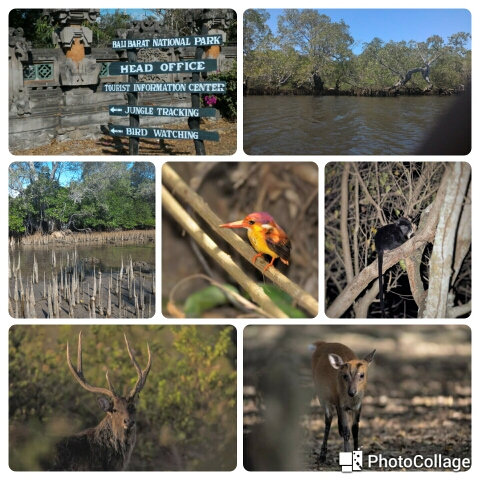 Bali Barat National Park. Bali (Indonésie)