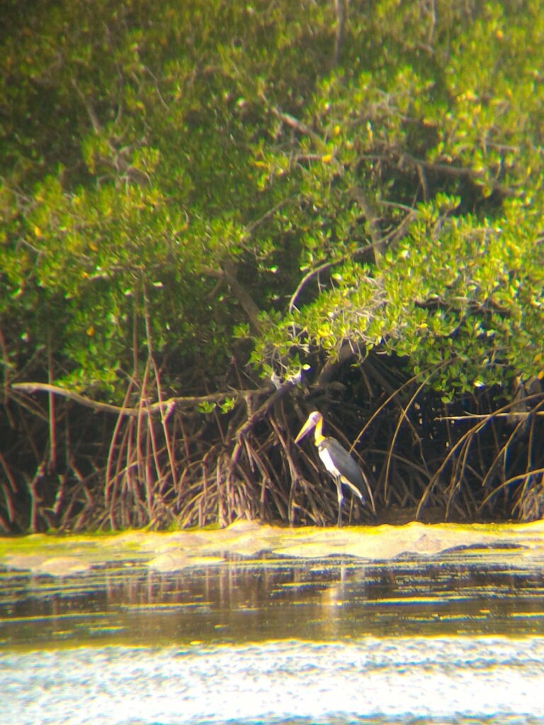 Lesser Adjutant