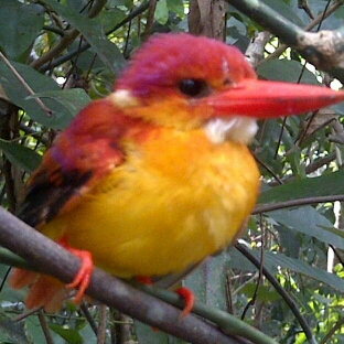 Rufous-backed Kingfisher