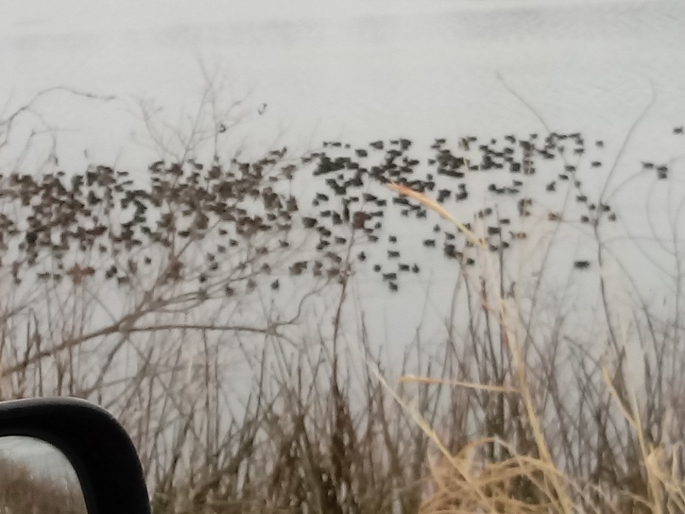 American Coot