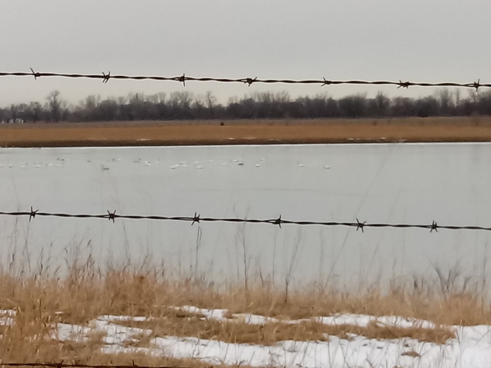 Trumpeter Swan