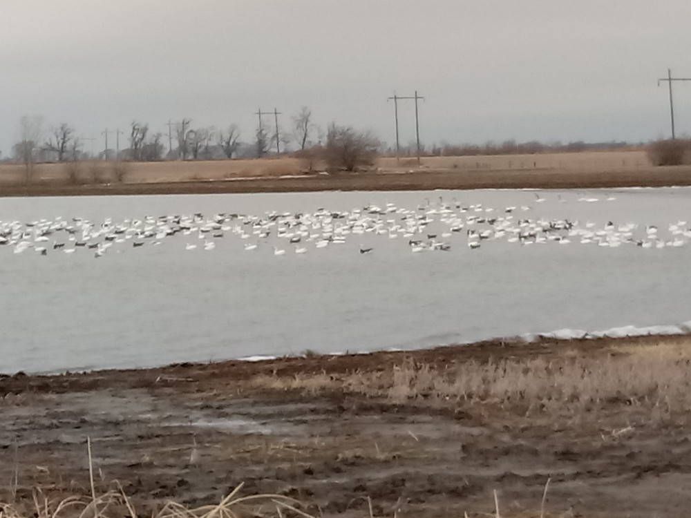 Snow Goose