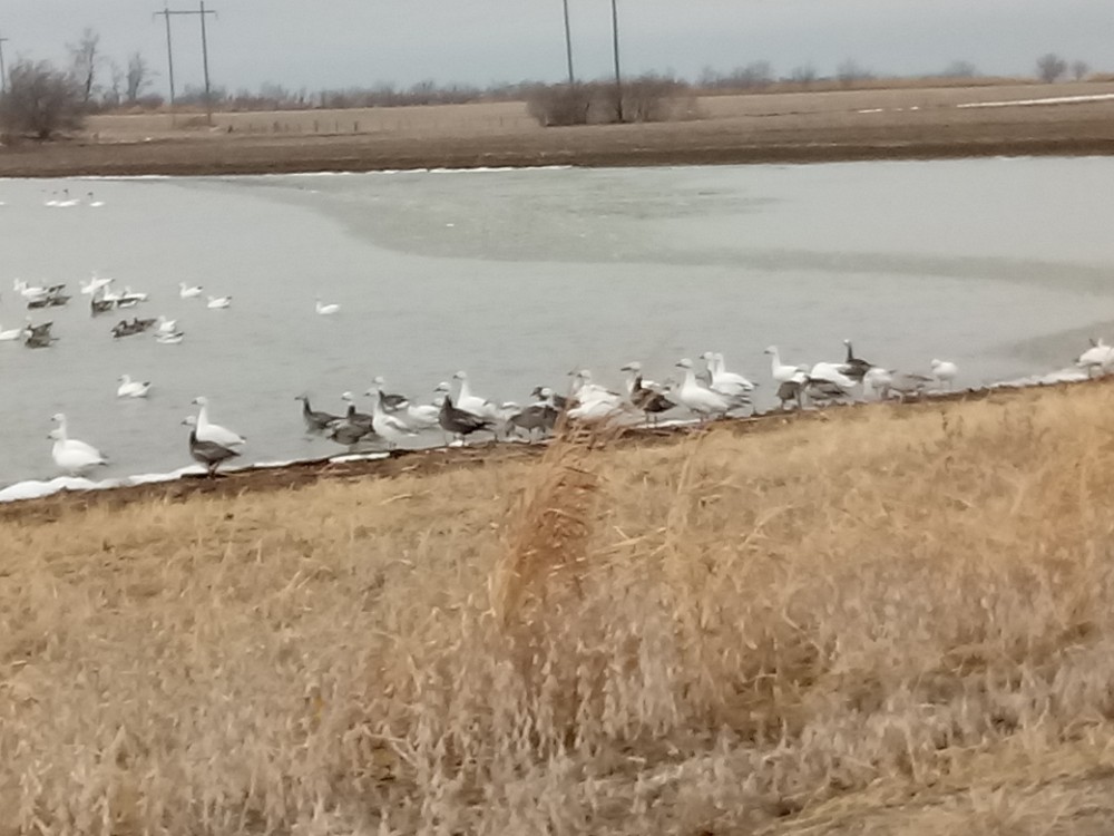 Snow Goose