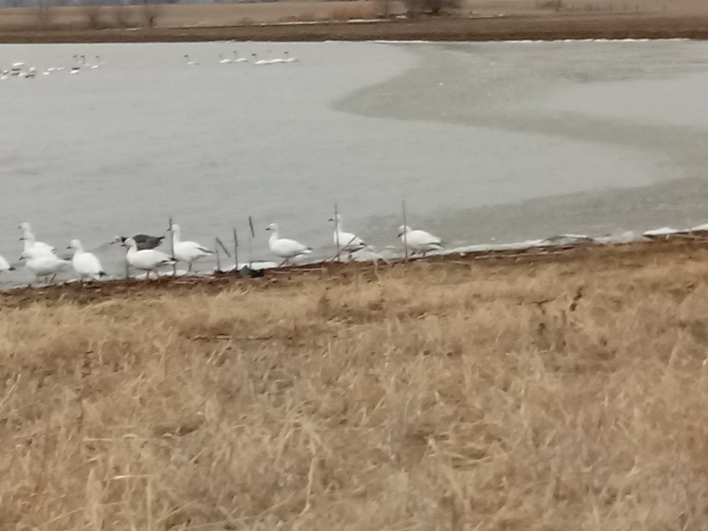 Snow Goose