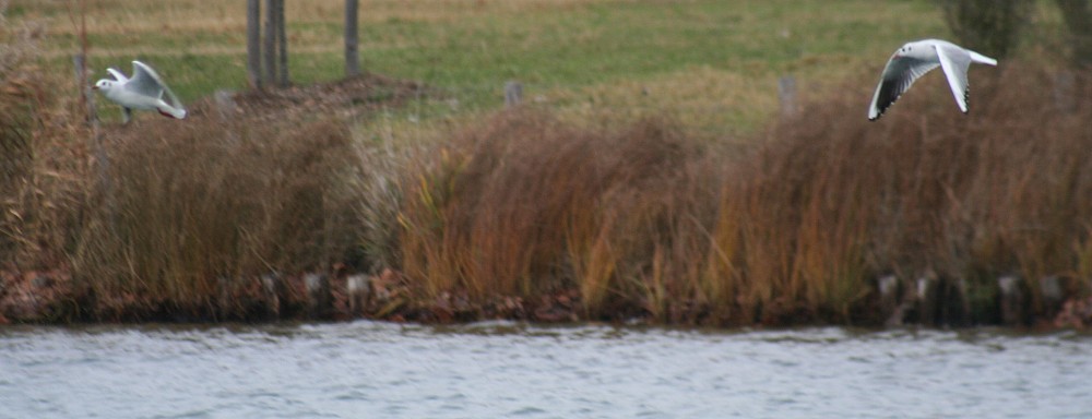 Gaviota reidora