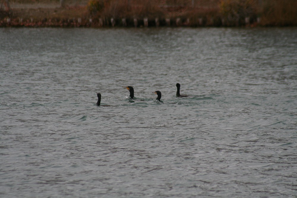 Cormorán grande