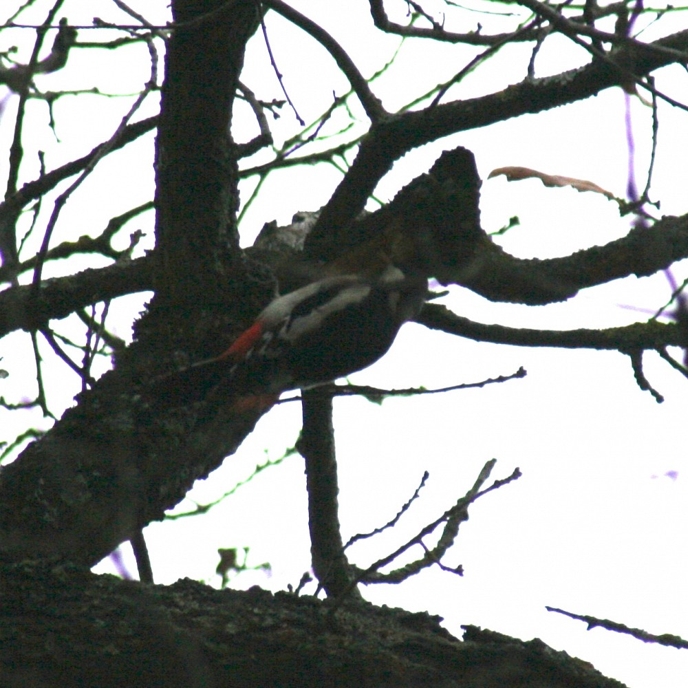 Great Spotted Woodpecker