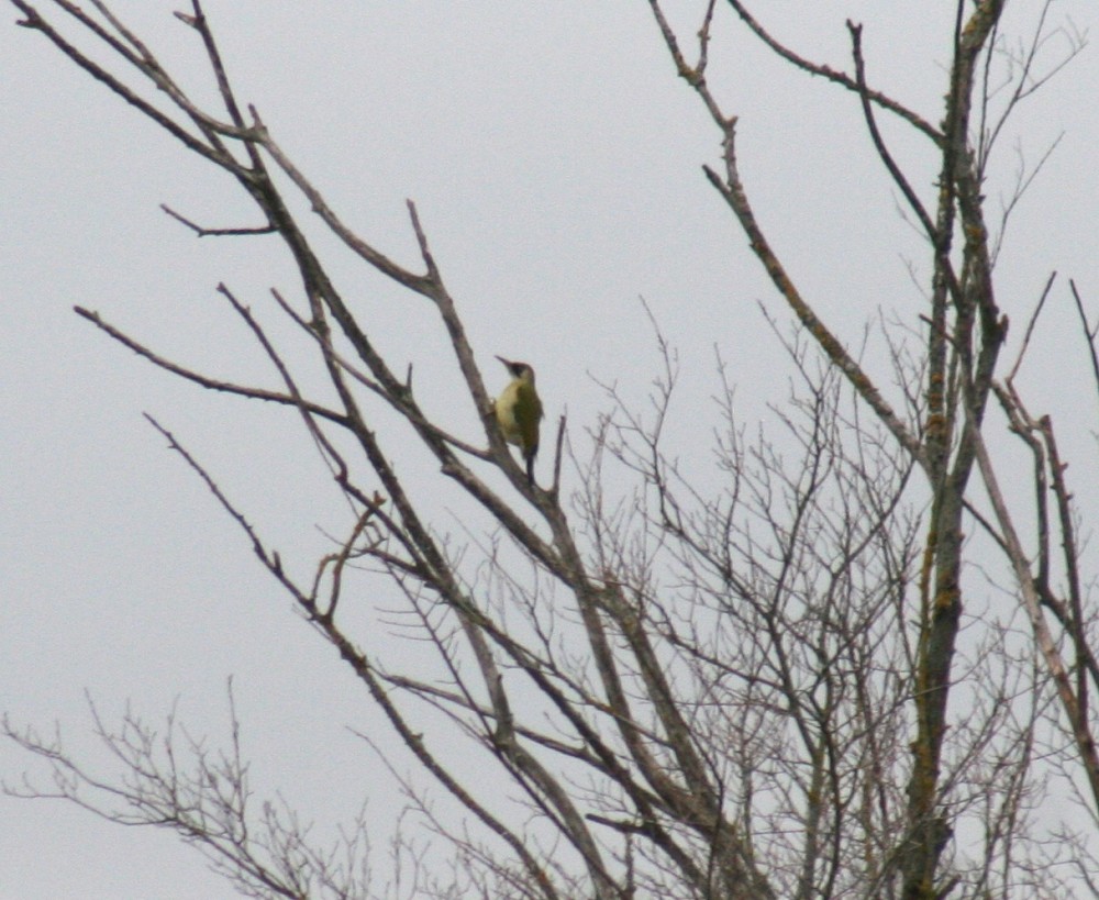 Green Woodpecker