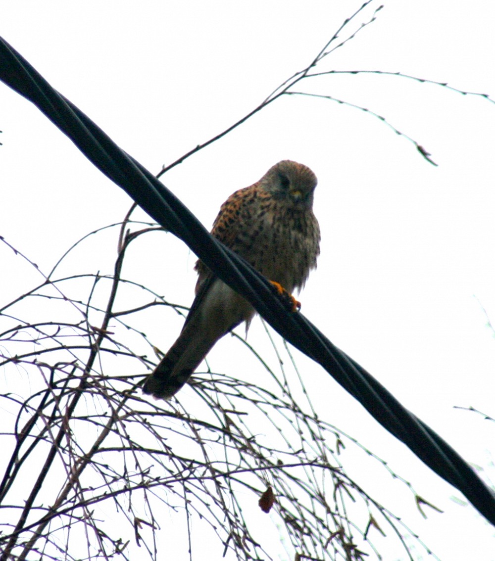 Eurasian Kestrel