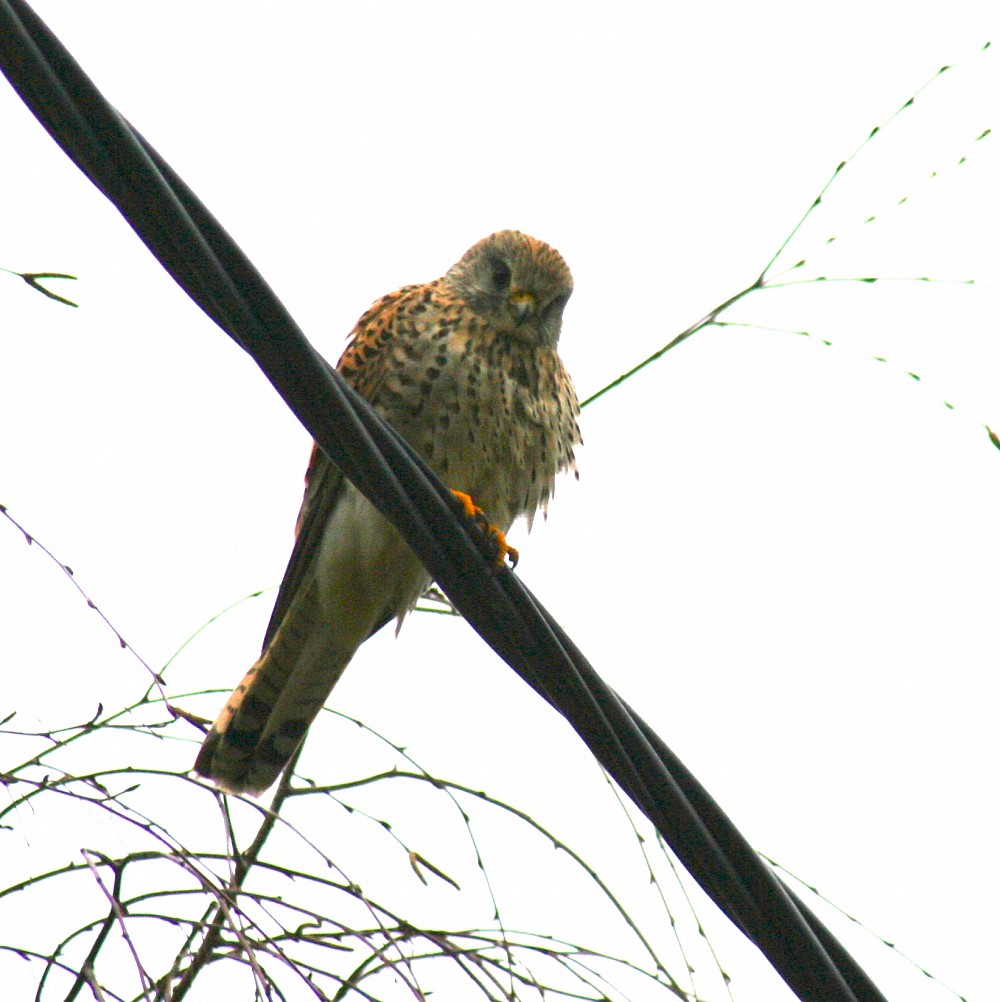 Eurasian Kestrel