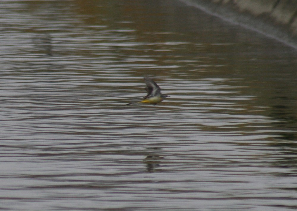 Bergeronnette des ruisseaux