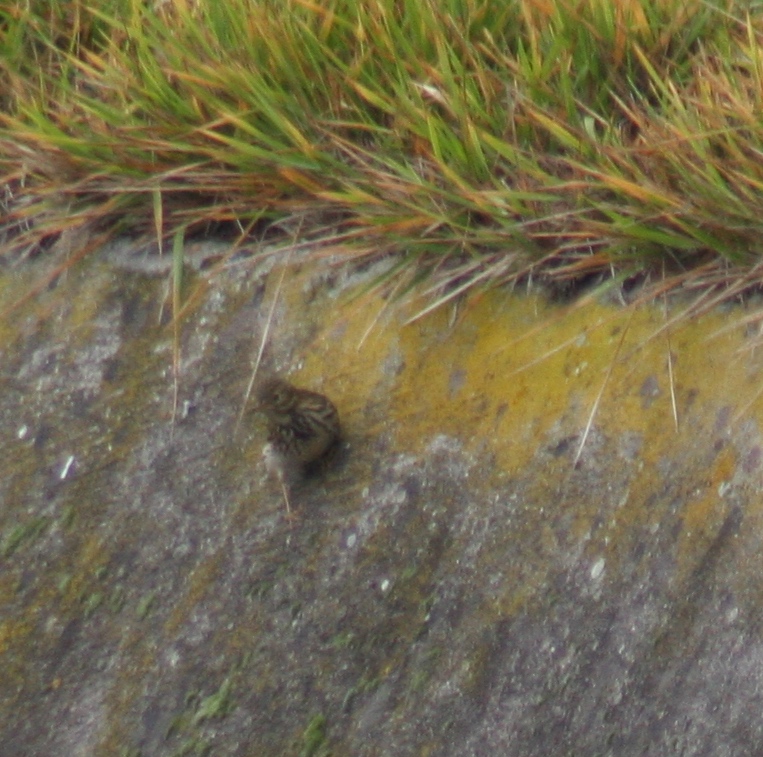 Meadow Pipit