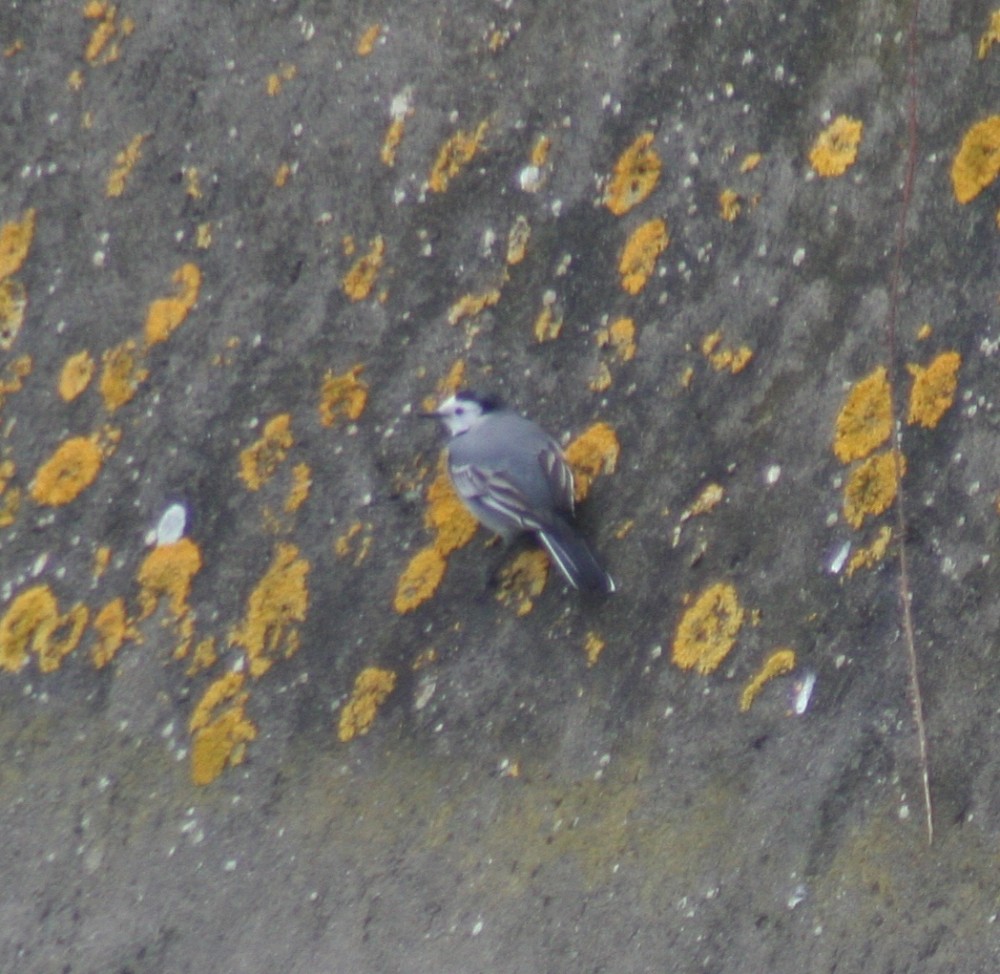 White Wagtail