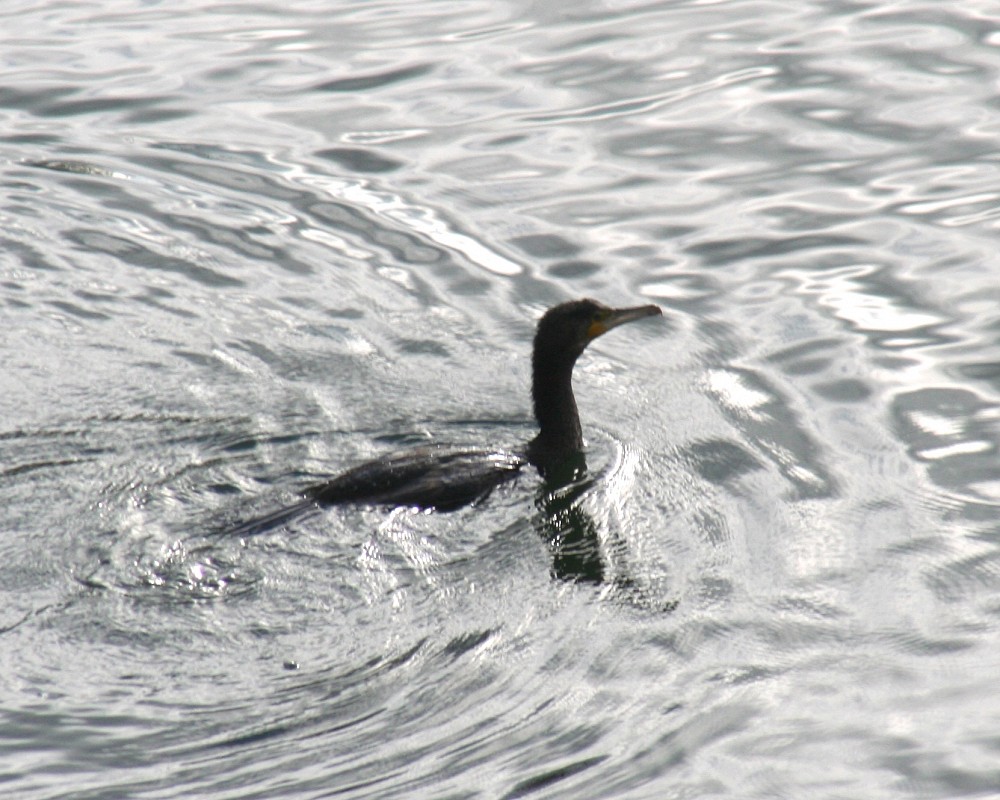 Great Cormorant