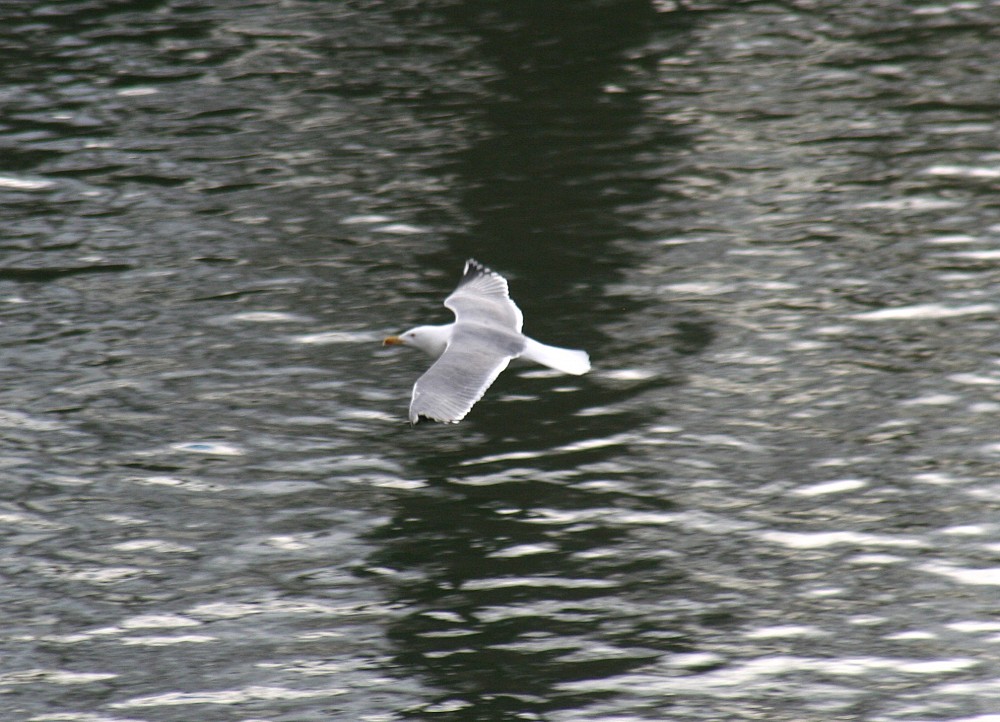 Gaviota patiamarilla