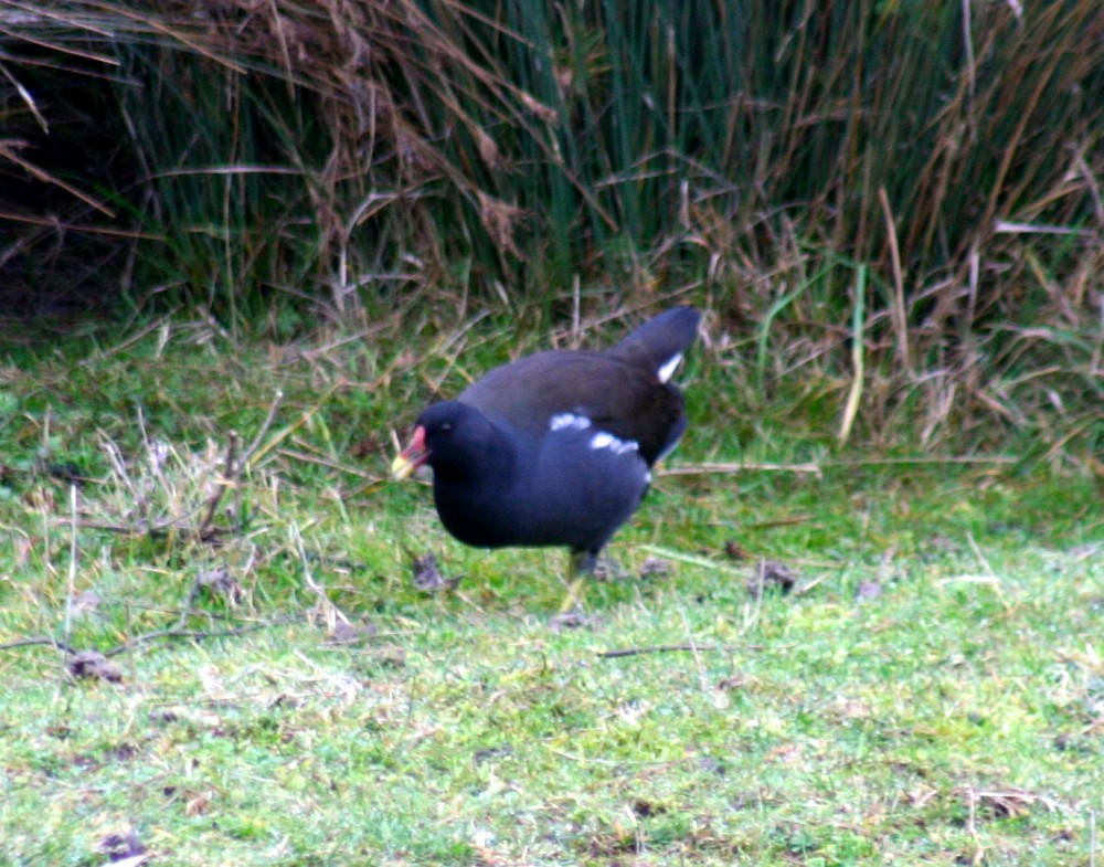 Gallinule poule-d