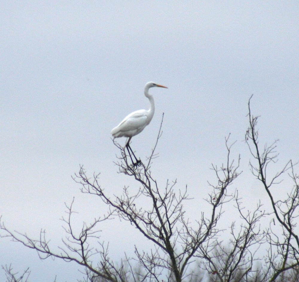 Airone bianco maggiore