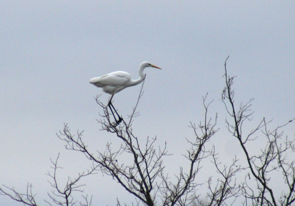 Airone bianco maggiore