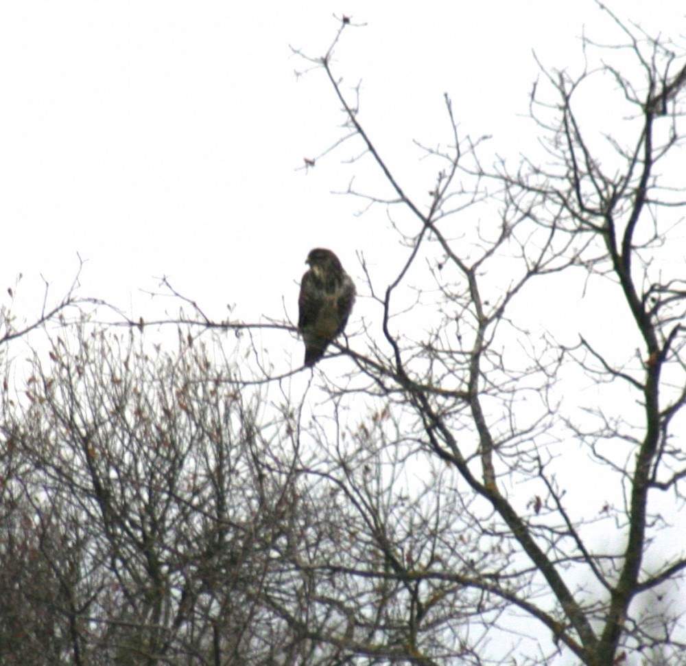 Eurasian Marsh-Harrier