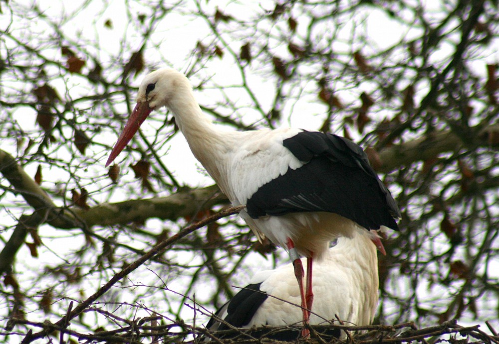 Cicogna bianca