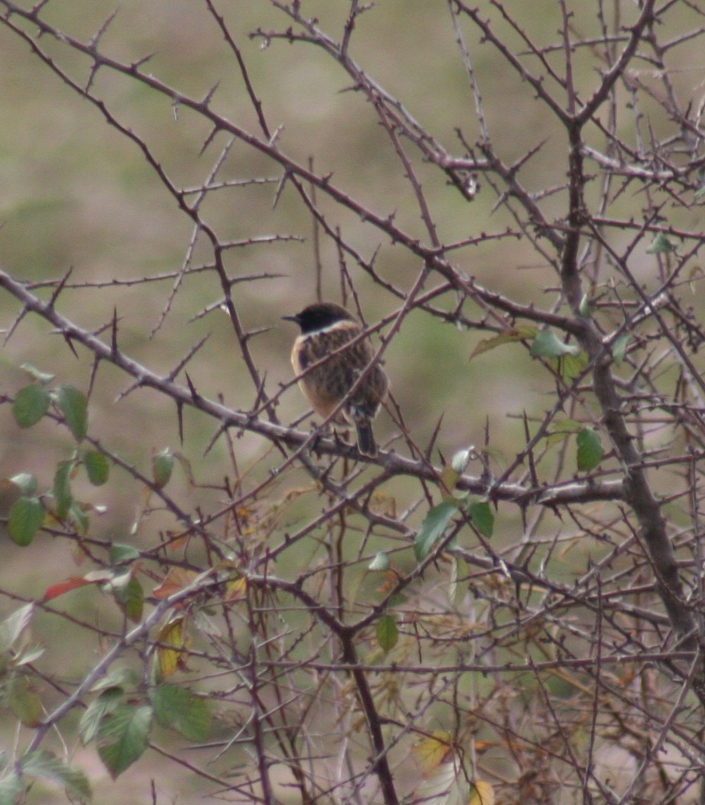 Stonechat