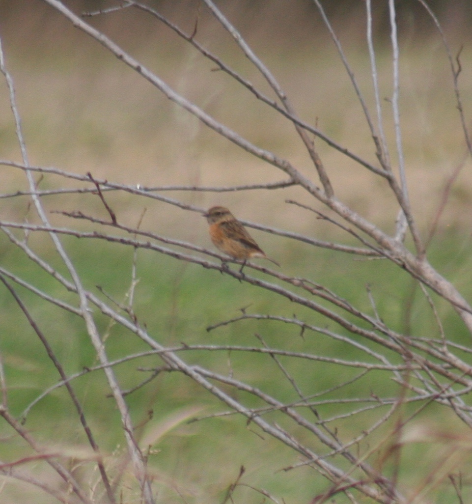 Stonechat