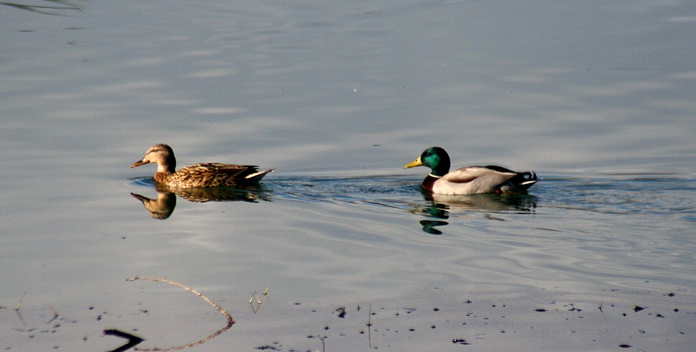 Canard colvert