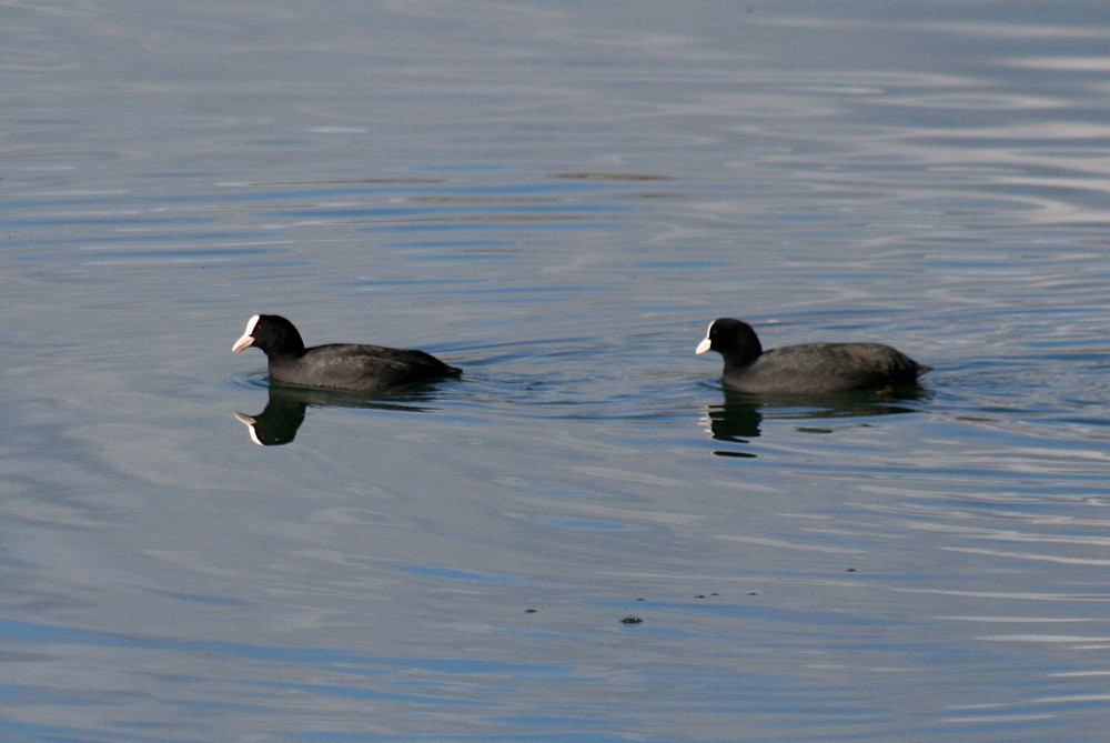 Eurasian Coot