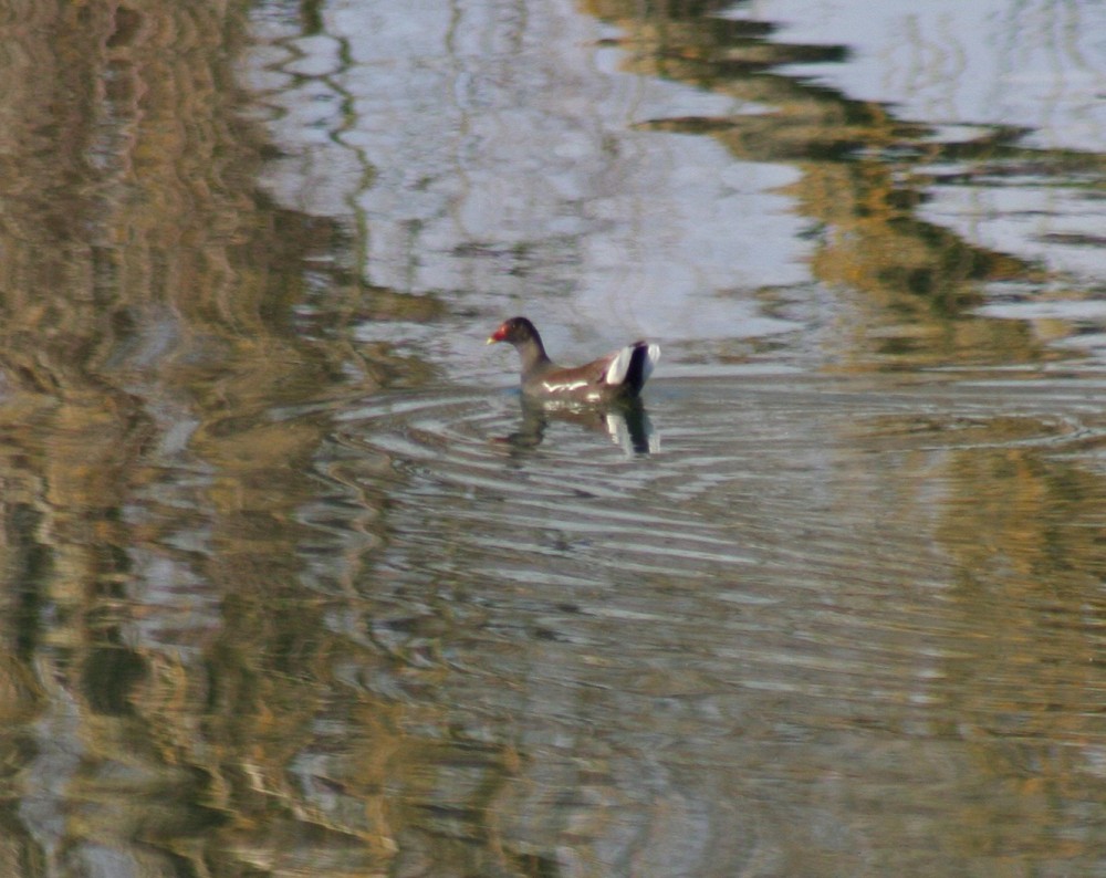 Gallinule poule-d