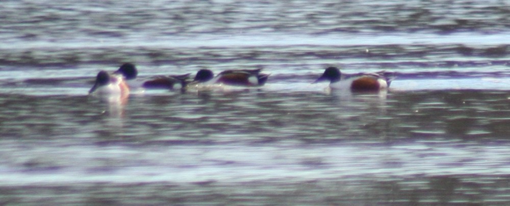 Northern Shoveler