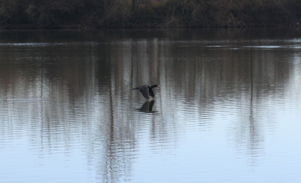 Great Cormorant