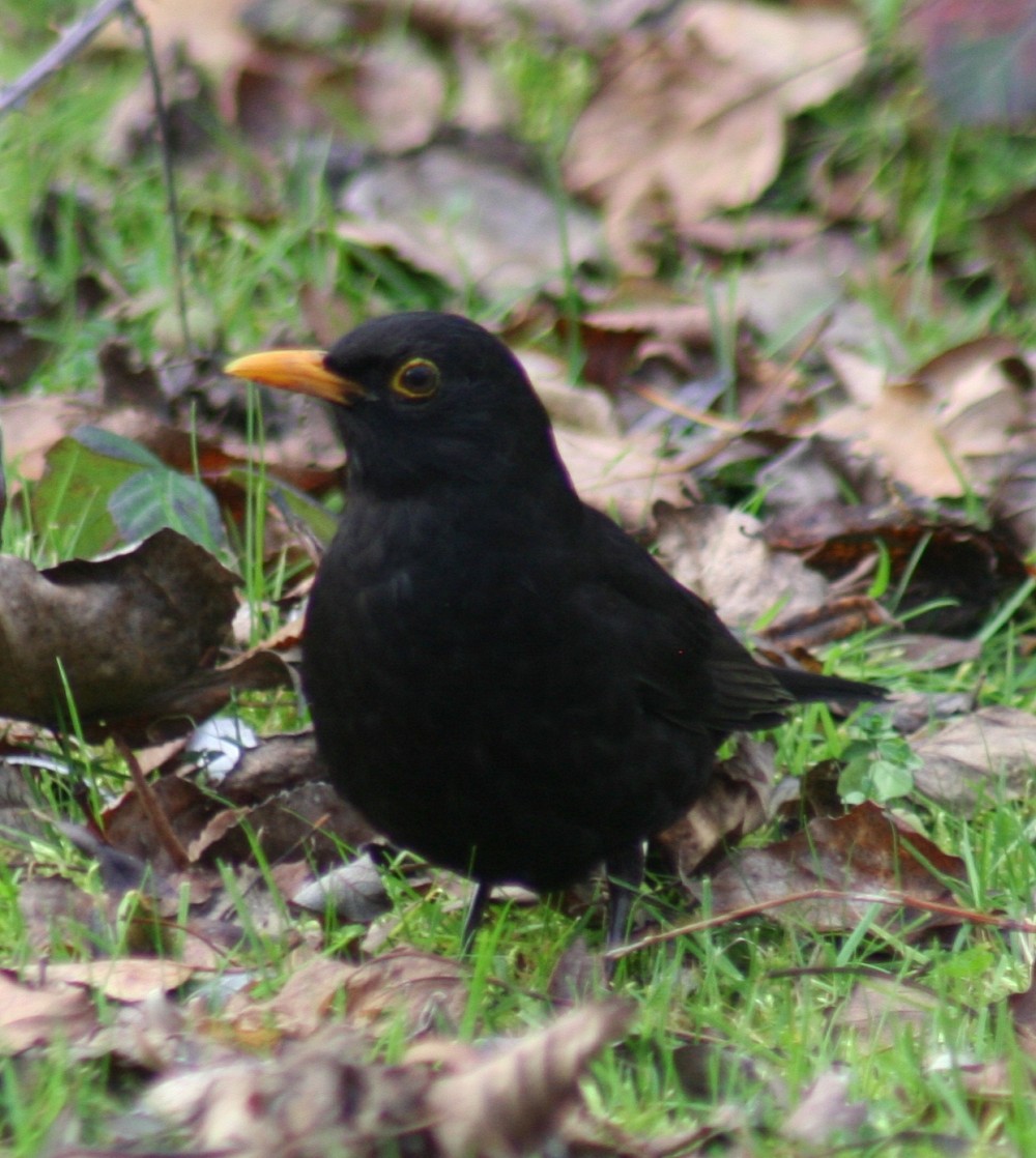 Eurasian Blackbird