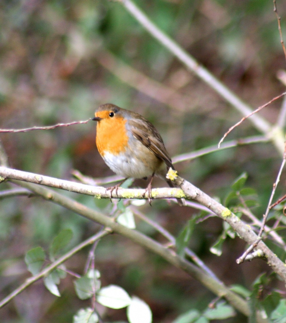 European Robin