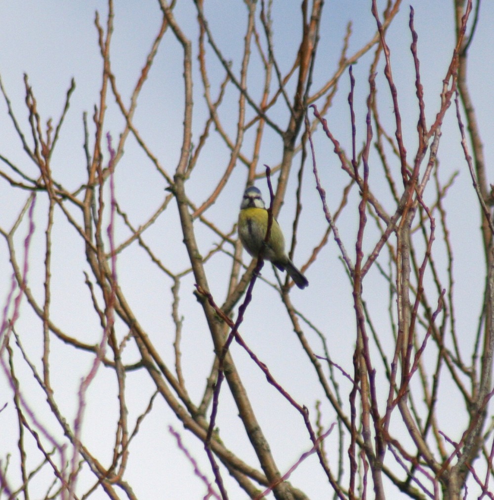 Mésange bleue