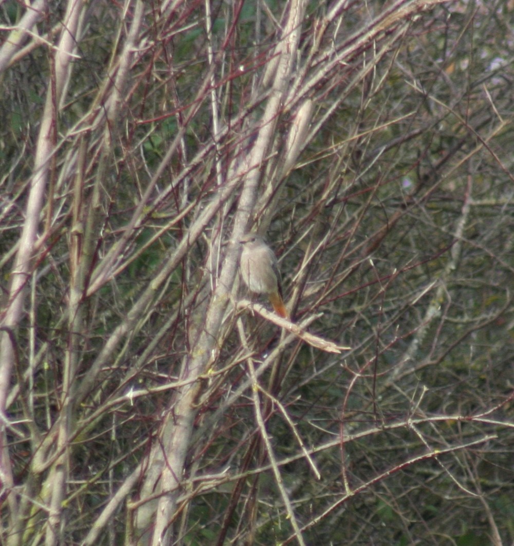 Black Redstart