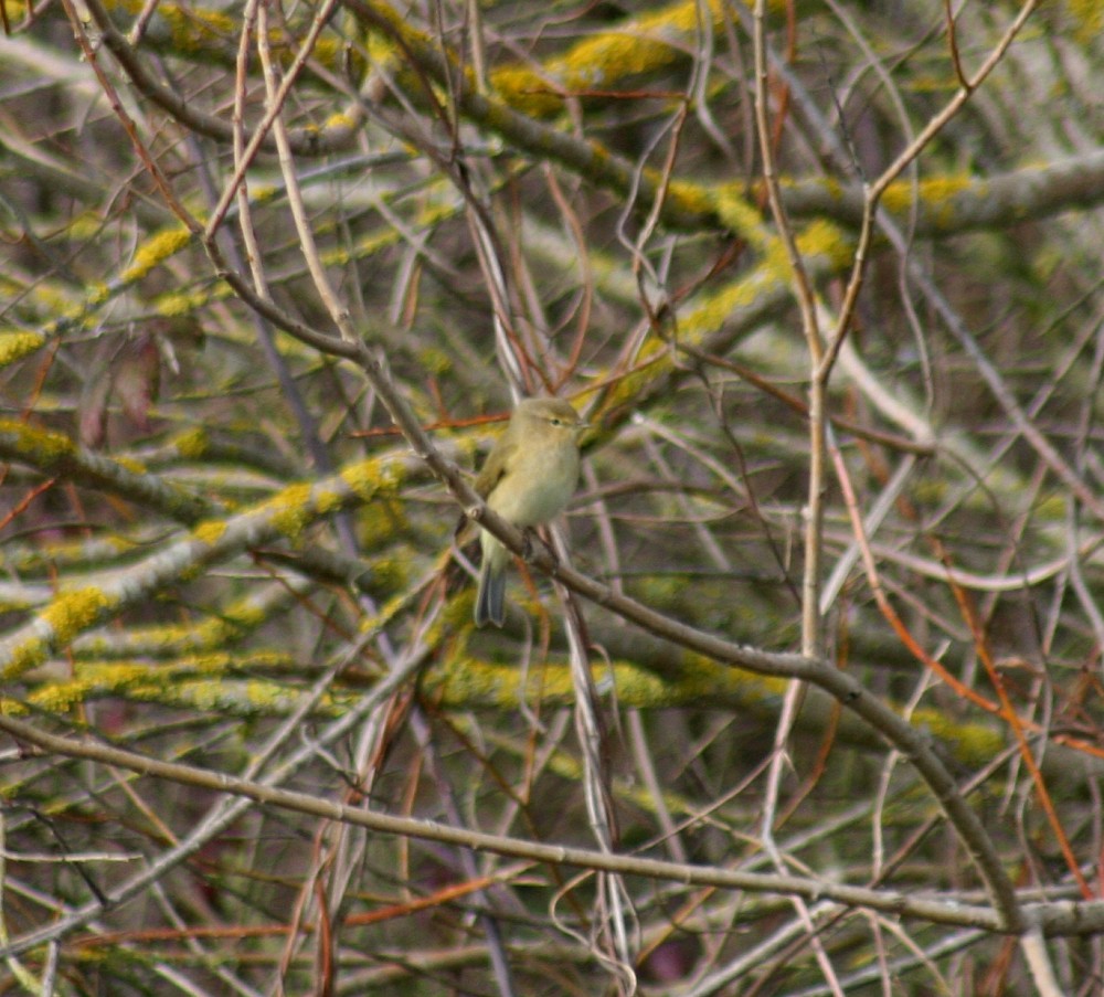 Common Chiffchaff