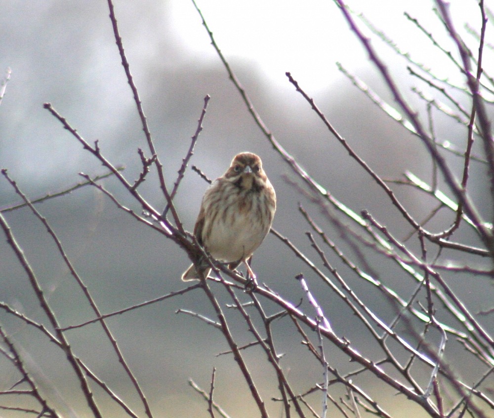 Bruant des roseaux