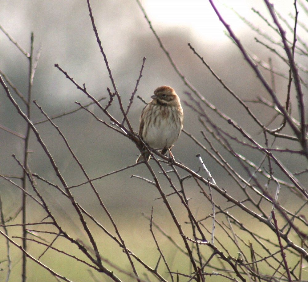 Reed Bunting