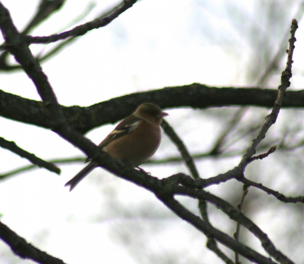 Pinson des arbres