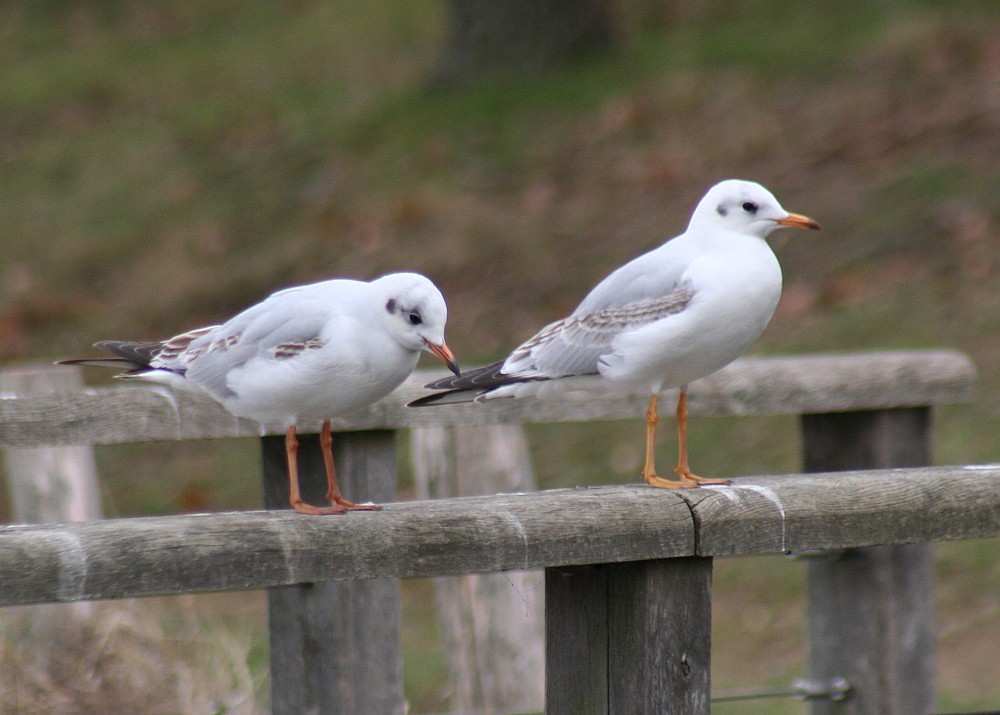 Gaviota reidora