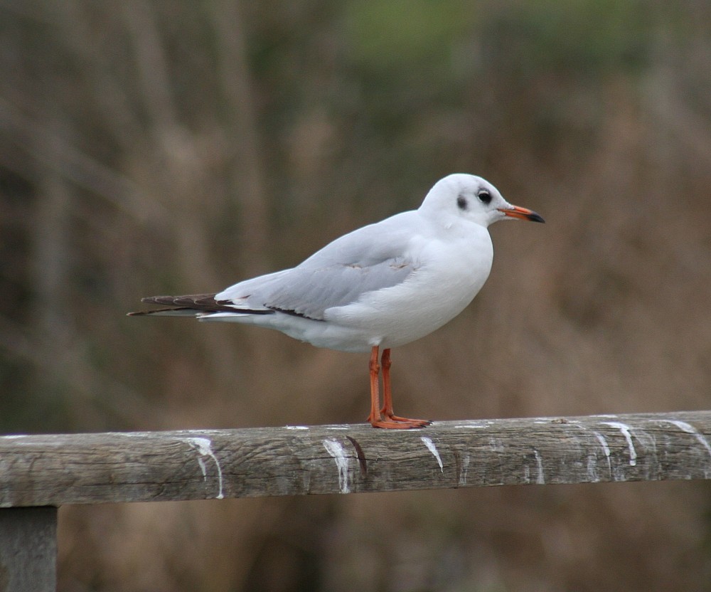 Mouette rieuse