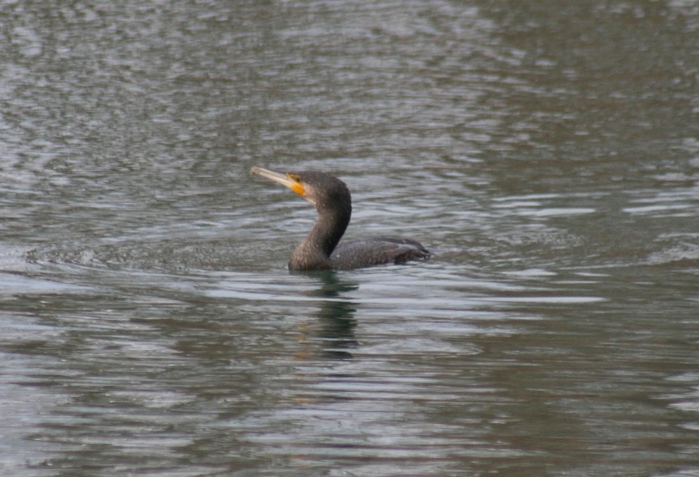 Great Cormorant