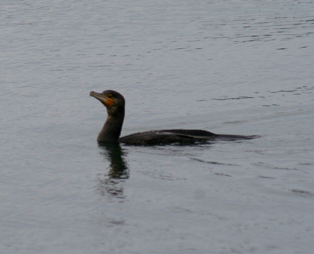 Great Cormorant