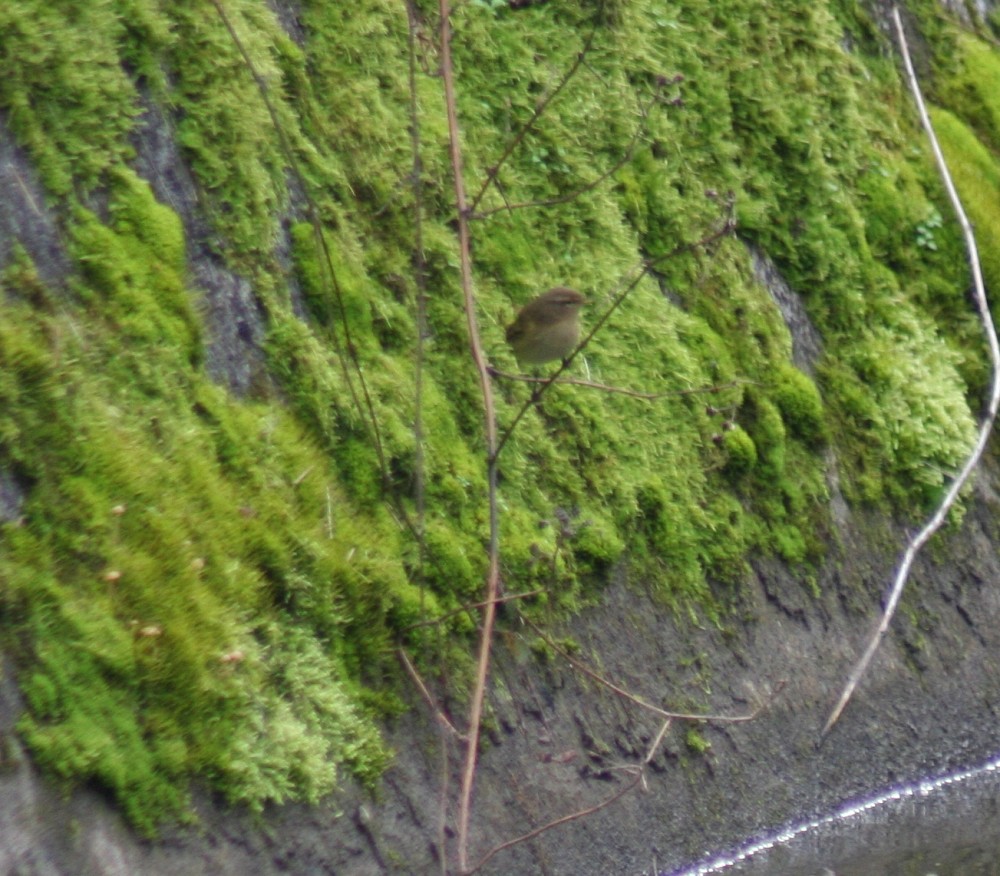 Common Chiffchaff