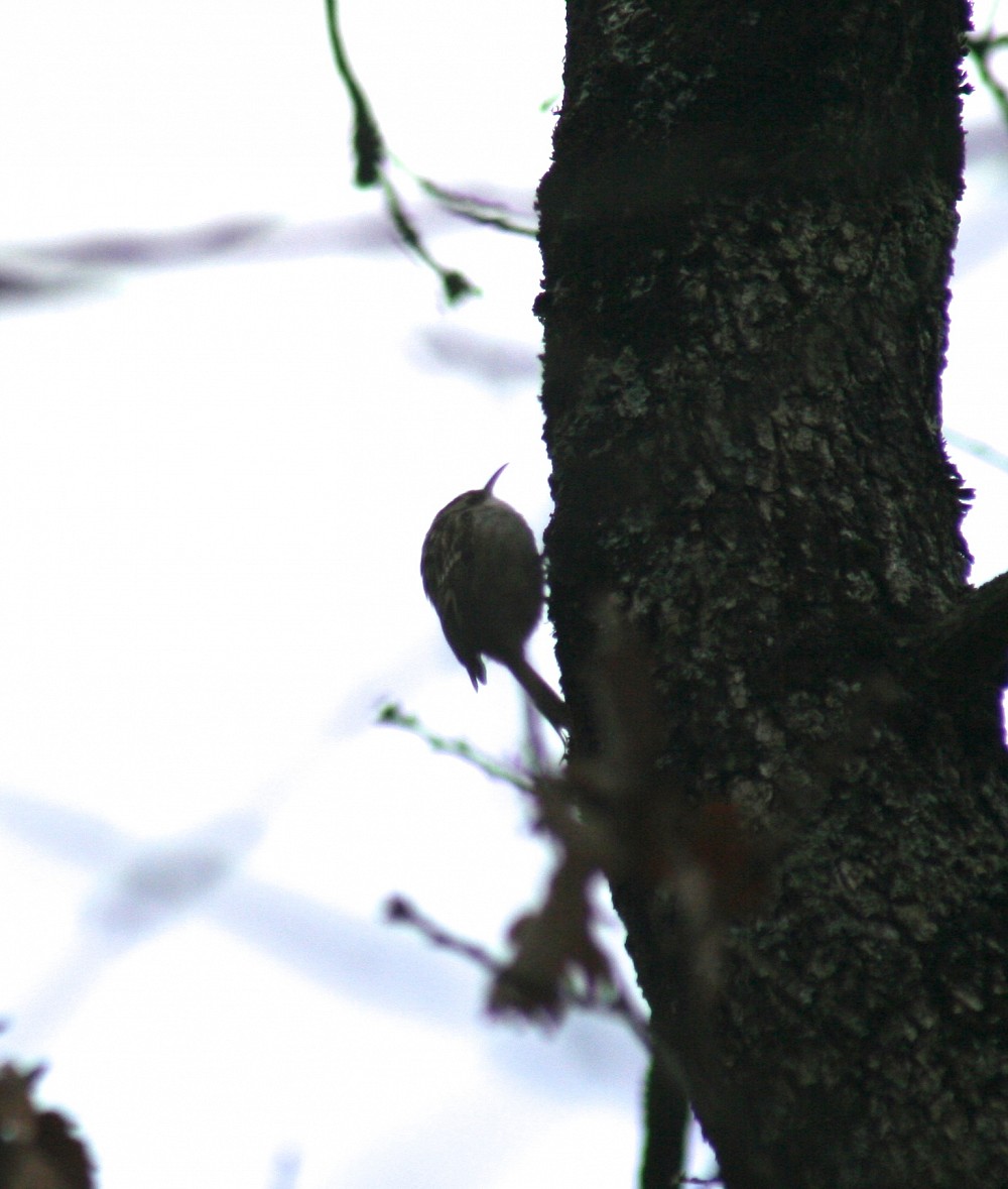 Short-toed Treecreeper