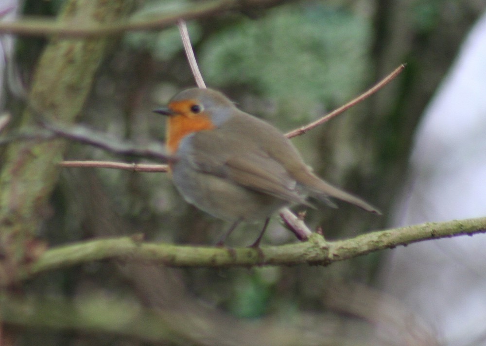 European Robin