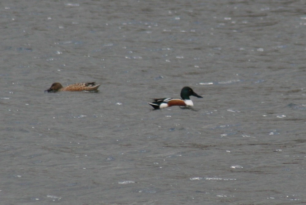 Canard souchet