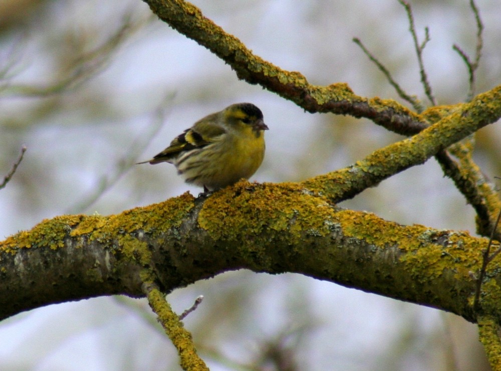 Eurasian Siskin